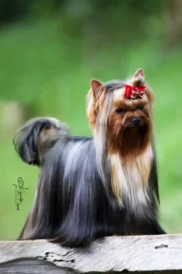 Yorkshire Colombia, Yorkshire terrier, yorki Colombia, biewer colombia, biewer terrier coloombia, criadero Yorkshire colombia, mejor criadero yorkshire colombia, criadero yorkshire eje cafetrero, criadero yorkshire pereira, criadero yorkshire yeiner mayo, criadero de yorkis, cromprar yorki colombia, comprar yorkshire colombia, comprar yorkshire terrier, mejores cachorros yorkis, mejores cachorros yorkshire terrier en colombia