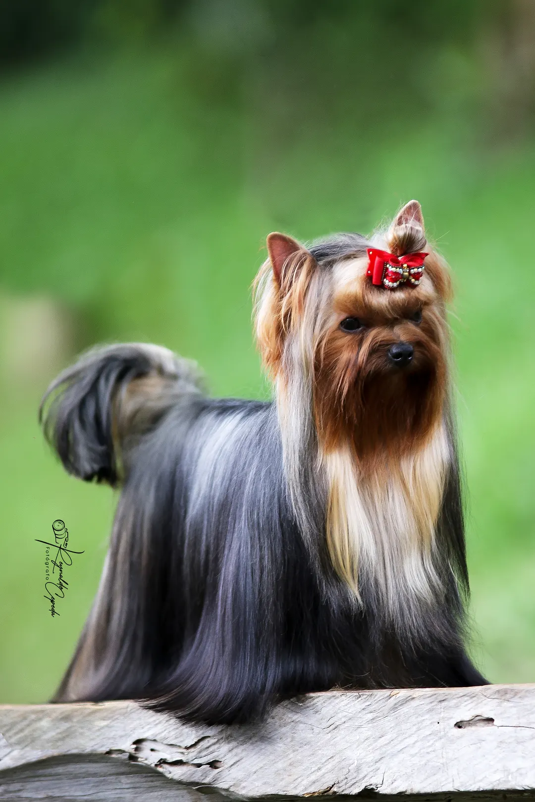 Yorkshire Colombia, Yorkshire terrier, yorki Colombia, biewer colombia, biewer terrier coloombia, criadero Yorkshire colombia, mejor criadero yorkshire colombia, criadero yorkshire eje cafetrero, criadero yorkshire pereira, criadero yorkshire yeiner mayo, criadero de yorkis, cromprar yorki colombia, comprar yorkshire colombia, comprar yorkshire terrier, mejores cachorros yorkis, mejores cachorros yorkshire terrier en colombia