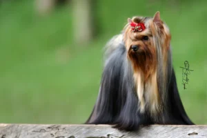 Criaderos Yorkshire en Colombia. Yorkshire Colombia, Yorkshire terrier, yorki Colombia, biewer colombia, biewer terrier coloombia, criadero Yorkshire colombia, mejor criadero yorkshire colombia, criadero yorkshire eje cafetrero, criadero yorkshire pereira, criadero yorkshire yeiner mayo, criadero de yorkis, cromprar yorki colombia, comprar yorkshire colombia, comprar yorkshire terrier, mejores cachorros yorkis, mejores cachorros yorkshire terrier en colombia