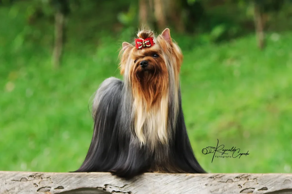 Yorkshire Colombia, Yorkshire terrier, yorki Colombia, biewer colombia, biewer terrier coloombia, criadero Yorkshire colombia, mejor criadero yorkshire colombia, criadero yorkshire eje cafetrero, criadero yorkshire pereira, criadero yorkshire yeiner mayo, criadero de yorkis, cromprar yorki colombia, comprar yorkshire colombia, comprar yorkshire terrier, mejores cachorros yorkis, mejores cachorros yorkshire terrier en colombia