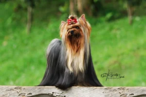 Yorkshire Colombia, Yorkshire terrier, yorki Colombia, biewer colombia, biewer terrier coloombia, criadero Yorkshire colombia, mejor criadero yorkshire colombia, criadero yorkshire eje cafetrero, criadero yorkshire pereira, criadero yorkshire yeiner mayo, criadero de yorkis, cromprar yorki colombia, comprar yorkshire colombia, comprar yorkshire terrier, mejores cachorros yorkis, mejores cachorros yorkshire terrier en colombia