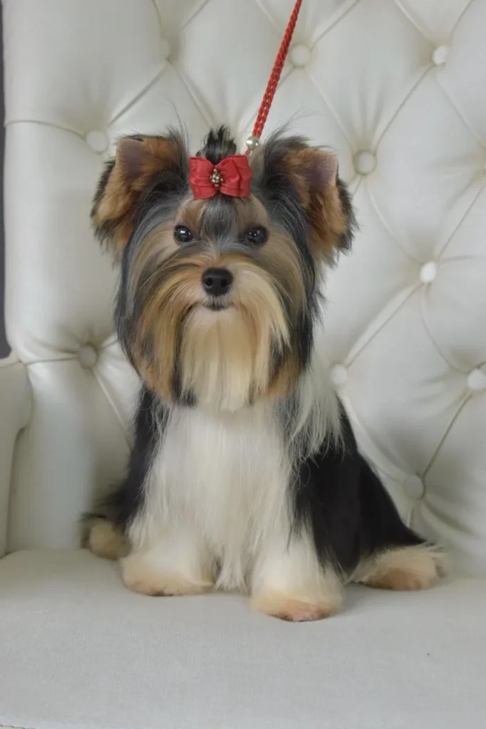 Yorkshire Colombia, Yorkshire terrier, yorki Colombia, biewer colombia, biewer terrier coloombia, criadero Yorkshire colombia, mejor criadero yorkshire colombia, criadero yorkshire eje cafetrero, criadero yorkshire pereira, criadero yorkshire yeiner mayo, criadero de yorkis, cromprar yorki colombia, comprar yorkshire colombia, comprar yorkshire terrier, mejores cachorros yorkis, mejores cachorros yorkshire terrier en colombia