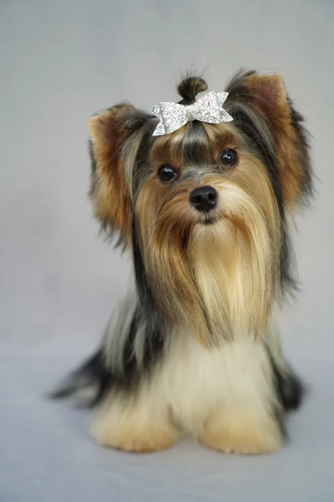 Yorkshire Colombia, Yorkshire terrier, yorki Colombia, biewer colombia, biewer terrier coloombia, criadero Yorkshire colombia, mejor criadero yorkshire colombia, criadero yorkshire eje cafetrero, criadero yorkshire pereira, criadero yorkshire yeiner mayo, criadero de yorkis, cromprar yorki colombia, comprar yorkshire colombia, comprar yorkshire terrier, mejores cachorros yorkis, mejores cachorros yorkshire terrier en colombia