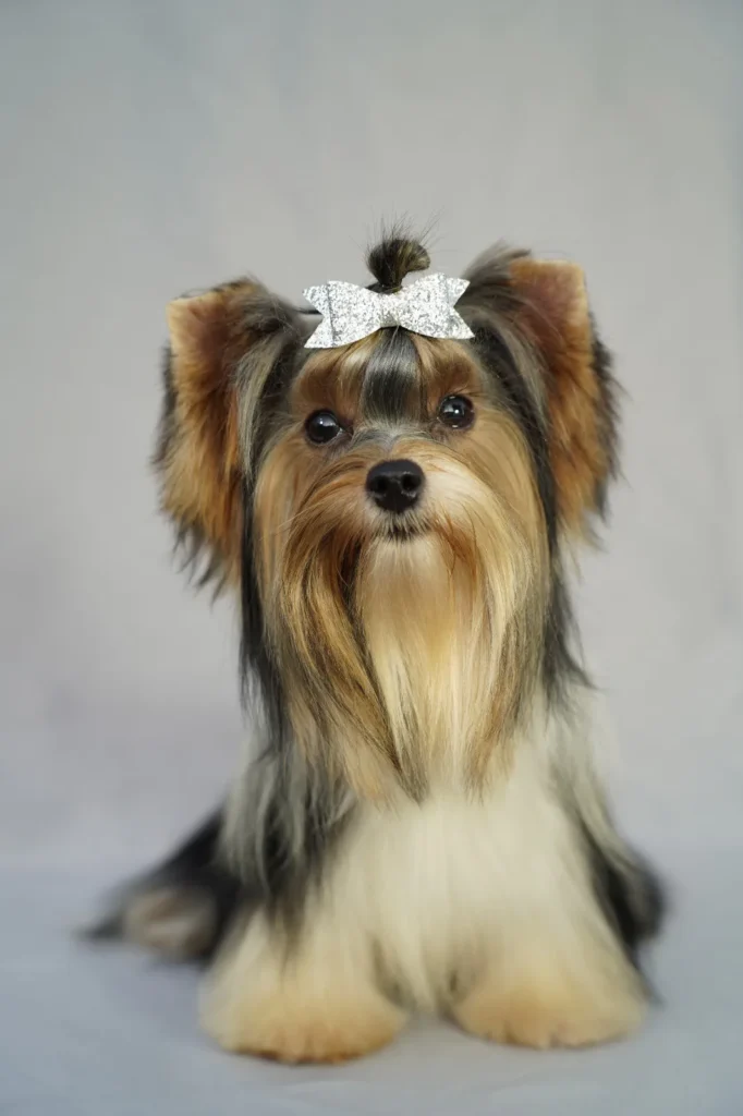 Yorkshire Colombia, Yorkshire terrier, yorki Colombia, biewer colombia, biewer terrier coloombia, criadero Yorkshire colombia, mejor criadero yorkshire colombia, criadero yorkshire eje cafetrero, criadero yorkshire pereira, criadero yorkshire yeiner mayo, criadero de yorkis, cromprar yorki colombia, comprar yorkshire colombia, comprar yorkshire terrier, mejores cachorros yorkis, mejores cachorros yorkshire terrier en colombia