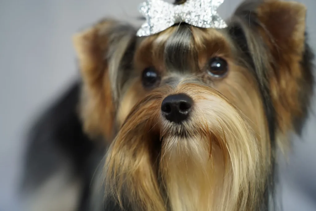 Yorkshire Colombia, Yorkshire terrier, yorki Colombia, biewer colombia, biewer terrier coloombia, criadero Yorkshire colombia, mejor criadero yorkshire colombia, criadero yorkshire eje cafetrero, criadero yorkshire pereira, criadero yorkshire yeiner mayo, criadero de yorkis, cromprar yorki colombia, comprar yorkshire colombia, comprar yorkshire terrier, mejores cachorros yorkis, mejores cachorros yorkshire terrier en colombia