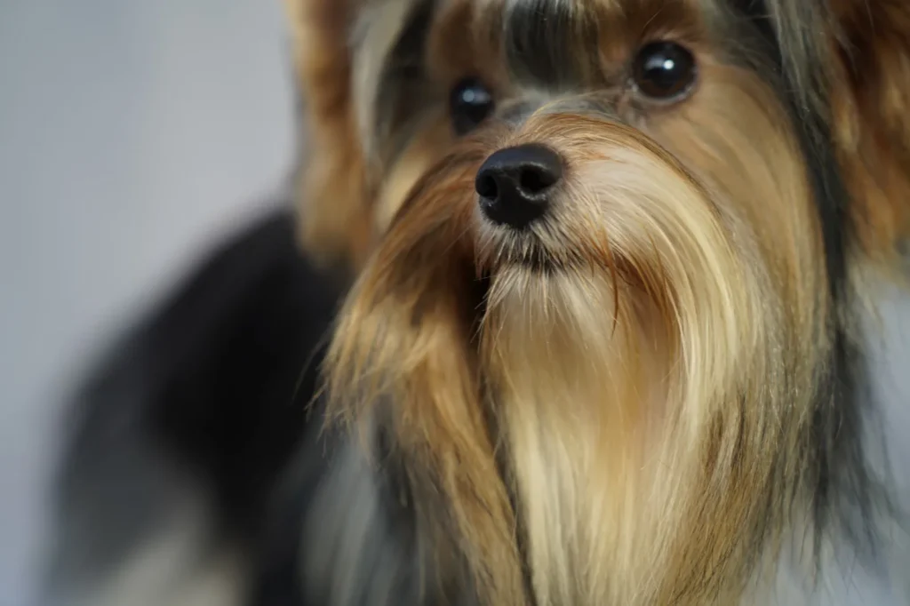 Yorkshire Colombia, Yorkshire terrier, yorki Colombia, biewer colombia, biewer terrier coloombia, criadero Yorkshire colombia, mejor criadero yorkshire colombia, criadero yorkshire eje cafetrero, criadero yorkshire pereira, criadero yorkshire yeiner mayo, criadero de yorkis, cromprar yorki colombia, comprar yorkshire colombia, comprar yorkshire terrier, mejores cachorros yorkis, mejores cachorros yorkshire terrier en colombia