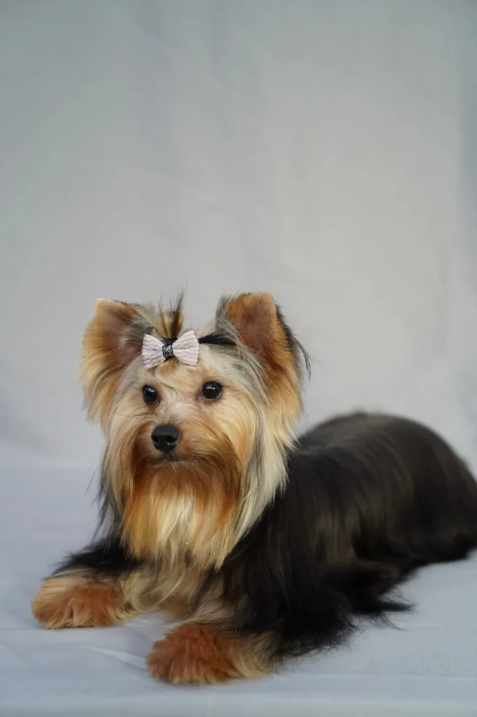 Yorkshire Colombia, Yorkshire terrier, yorki Colombia, biewer colombia, biewer terrier coloombia, criadero Yorkshire colombia, mejor criadero yorkshire colombia, criadero yorkshire eje cafetrero, criadero yorkshire pereira, criadero yorkshire yeiner mayo, criadero de yorkis, cromprar yorki colombia, comprar yorkshire colombia, comprar yorkshire terrier, mejores cachorros yorkis, mejores cachorros yorkshire terrier en colombia