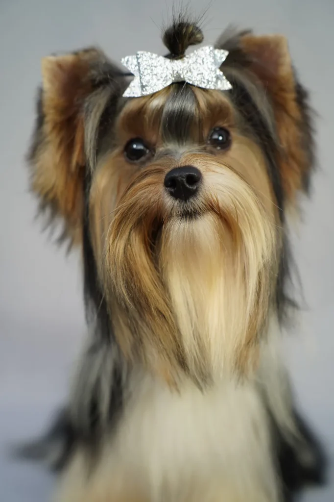 Yorkshire Colombia, Yorkshire terrier, yorki Colombia, biewer colombia, biewer terrier coloombia, criadero Yorkshire colombia, mejor criadero yorkshire colombia, criadero yorkshire eje cafetrero, criadero yorkshire pereira, criadero yorkshire yeiner mayo, criadero de yorkis, cromprar yorki colombia, comprar yorkshire colombia, comprar yorkshire terrier, mejores cachorros yorkis, mejores cachorros yorkshire terrier en colombia