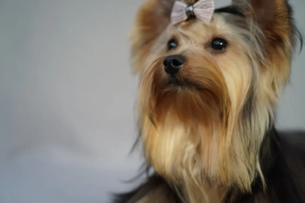 Yorkshire Colombia, Yorkshire terrier, yorki Colombia, biewer colombia, biewer terrier coloombia, criadero Yorkshire colombia, mejor criadero yorkshire colombia, criadero yorkshire eje cafetrero, criadero yorkshire pereira, criadero yorkshire yeiner mayo, criadero de yorkis, cromprar yorki colombia, comprar yorkshire colombia, comprar yorkshire terrier, mejores cachorros yorkis, mejores cachorros yorkshire terrier en colombia