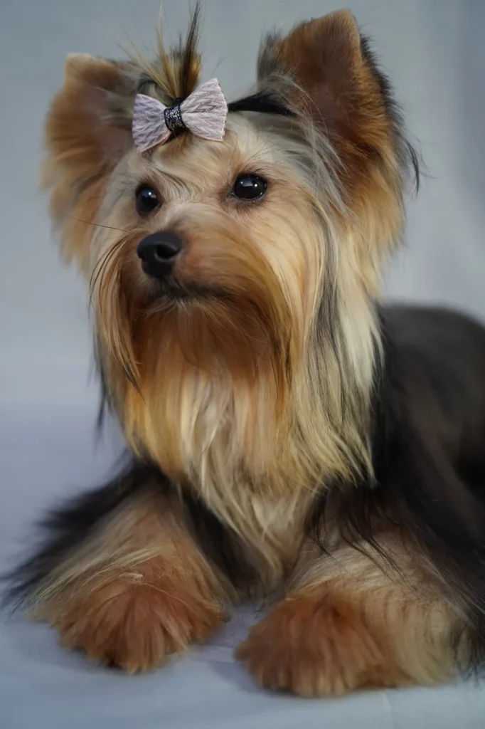 Yorkshire Colombia, Yorkshire terrier, yorki Colombia, biewer colombia, biewer terrier coloombia, criadero Yorkshire colombia, mejor criadero yorkshire colombia, criadero yorkshire eje cafetrero, criadero yorkshire pereira, criadero yorkshire yeiner mayo, criadero de yorkis, cromprar yorki colombia, comprar yorkshire colombia, comprar yorkshire terrier, mejores cachorros yorkis, mejores cachorros yorkshire terrier en colombia