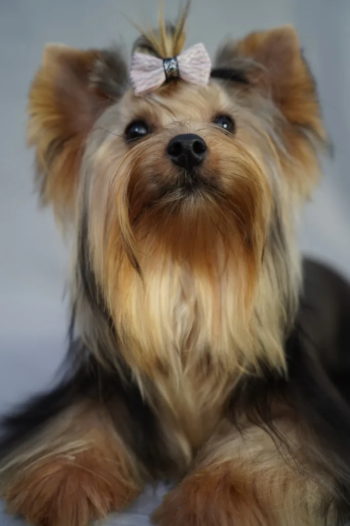 Yorkshire Colombia, Yorkshire terrier, yorki Colombia, biewer colombia, biewer terrier coloombia, criadero Yorkshire colombia, mejor criadero yorkshire colombia, criadero yorkshire eje cafetrero, criadero yorkshire pereira, criadero yorkshire yeiner mayo, criadero de yorkis, cromprar yorki colombia, comprar yorkshire colombia, comprar yorkshire terrier, mejores cachorros yorkis, mejores cachorros yorkshire terrier en colombia