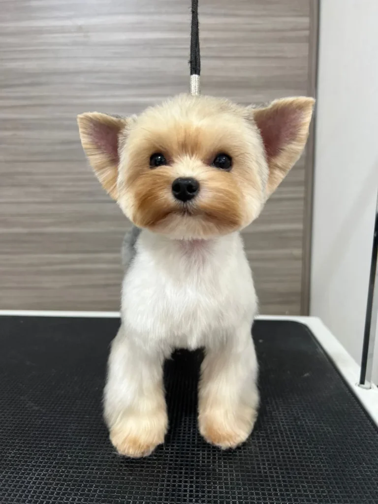 Yorkshire Colombia, Yorkshire terrier, yorki Colombia, biewer colombia, biewer terrier coloombia, criadero Yorkshire colombia, mejor criadero yorkshire colombia, criadero yorkshire eje cafetrero, criadero yorkshire pereira, criadero yorkshire yeiner mayo, criadero de yorkis, cromprar yorki colombia, comprar yorkshire colombia, comprar yorkshire terrier, mejores cachorros yorkis, mejores cachorros yorkshire terrier en colombia