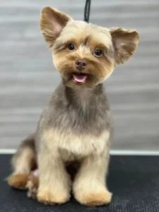 Yorkshire Colombia, Yorkshire terrier, yorki Colombia, biewer colombia, biewer terrier coloombia, criadero Yorkshire colombia, mejor criadero yorkshire colombia, criadero yorkshire eje cafetrero, criadero yorkshire pereira, criadero yorkshire yeiner mayo, criadero de yorkis, cromprar yorki colombia, comprar yorkshire colombia, comprar yorkshire terrier, mejores cachorros yorkis, mejores cachorros yorkshire terrier en colombia