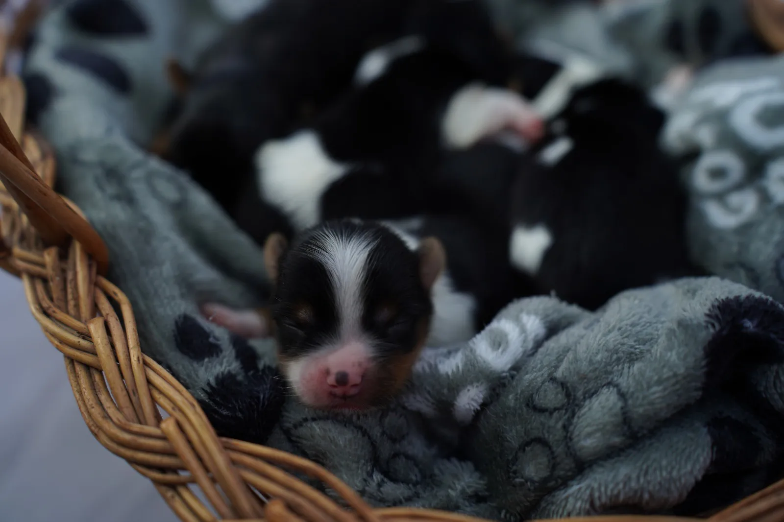 Nuestros Cachorros
