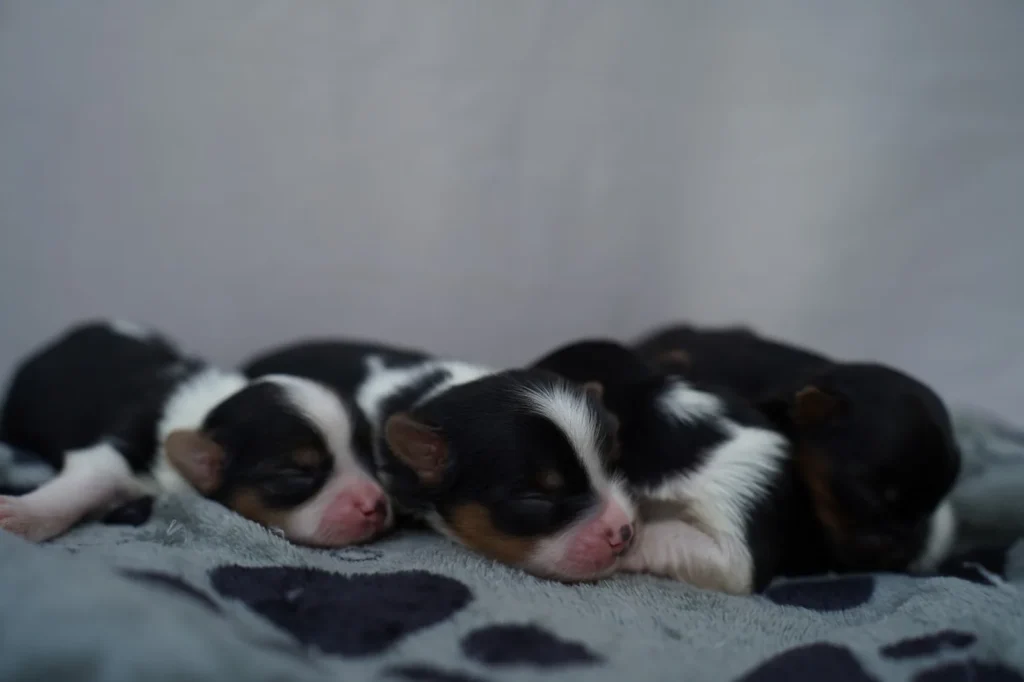 Yorkshire Colombia, Yorkshire terrier, yorki Colombia, biewer colombia, biewer terrier coloombia, criadero Yorkshire colombia, mejor criadero yorkshire colombia, criadero yorkshire eje cafetrero, criadero yorkshire pereira, criadero yorkshire yeiner mayo, criadero de yorkis, cromprar yorki colombia, comprar yorkshire colombia, comprar yorkshire terrier, mejores cachorros yorkis, mejores cachorros yorkshire terrier en colombia