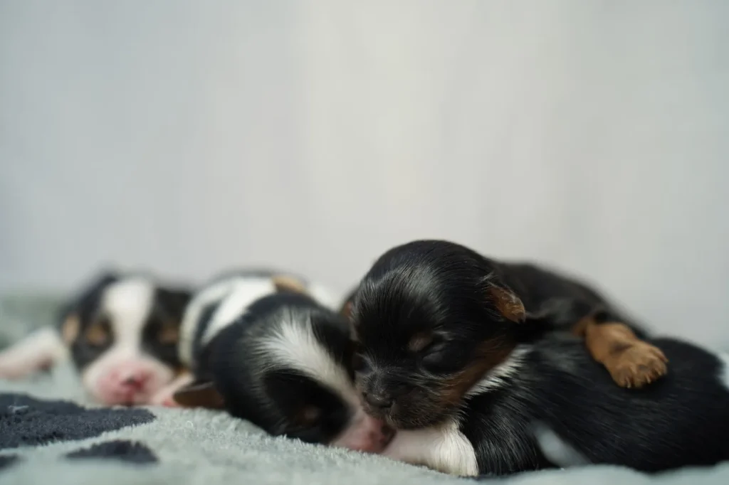 Yorkshire Colombia, Yorkshire terrier, yorki Colombia, biewer colombia, biewer terrier coloombia, criadero Yorkshire colombia, mejor criadero yorkshire colombia, criadero yorkshire eje cafetrero, criadero yorkshire pereira, criadero yorkshire yeiner mayo, criadero de yorkis, cromprar yorki colombia, comprar yorkshire colombia, comprar yorkshire terrier, mejores cachorros yorkis, mejores cachorros yorkshire terrier en colombia