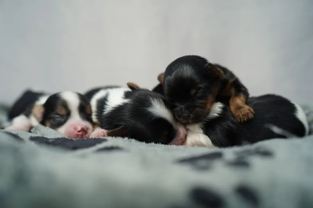 Yorkshire Colombia, Yorkshire terrier, yorki Colombia, biewer colombia, biewer terrier coloombia, criadero Yorkshire colombia, mejor criadero yorkshire colombia, criadero yorkshire eje cafetrero, criadero yorkshire pereira, criadero yorkshire yeiner mayo, criadero de yorkis, cromprar yorki colombia, comprar yorkshire colombia, comprar yorkshire terrier, mejores cachorros yorkis, mejores cachorros yorkshire terrier en colombia