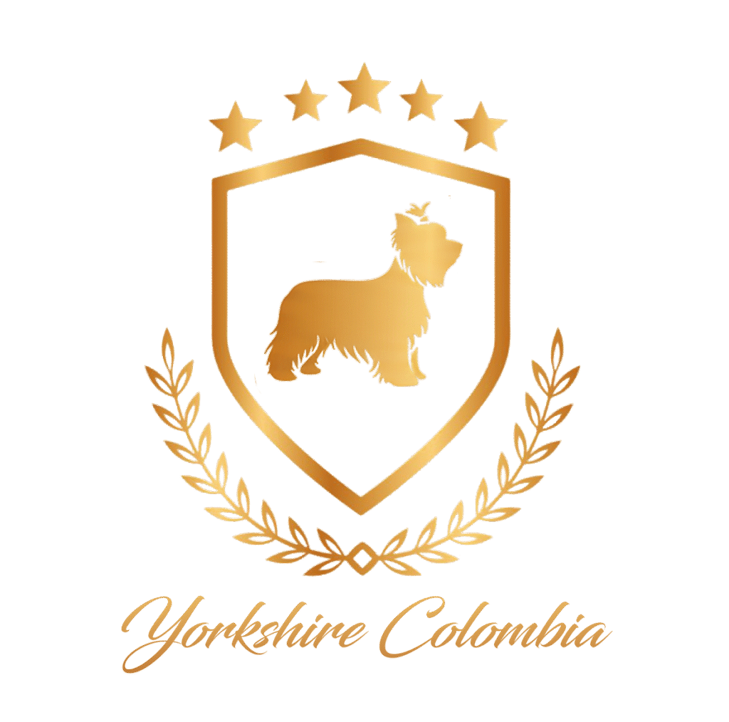 Yorkshire Colombia, Yorkshire terrier, yorki Colombia, biewer colombia, biewer terrier coloombia, criadero Yorkshire colombia, mejor criadero yorkshire colombia, criadero yorkshire eje cafetrero, criadero yorkshire pereira, criadero yorkshire yeiner mayo, criadero de yorkis, cromprar yorki colombia, comprar yorkshire colombia, comprar yorkshire terrier, mejores cachorros yorkis, mejores cachorros yorkshire terrier en colombia