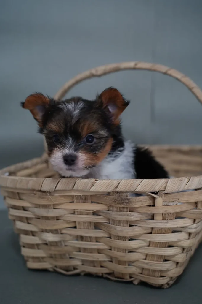 Yorkshire Colombia, Yorkshire terrier, yorki Colombia, biewer colombia, biewer terrier coloombia, criadero Yorkshire colombia, mejor criadero yorkshire colombia, criadero yorkshire eje cafetrero, criadero yorkshire pereira, criadero yorkshire yeiner mayo, criadero de yorkis, cromprar yorki colombia, comprar yorkshire colombia, comprar yorkshire terrier, mejores cachorros yorkis, mejores cachorros yorkshire terrier en colombia