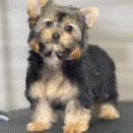 Comprar Yorkshire Terrier Macho – #6 | Cachorros Yorki & Biewer Colombia 0