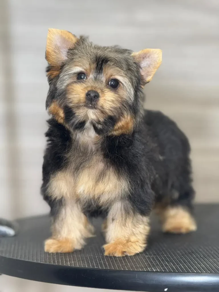 Yorkshire Colombia, Yorkshire terrier, yorki Colombia, biewer colombia, biewer terrier coloombia, criadero Yorkshire colombia, mejor criadero yorkshire colombia, criadero yorkshire eje cafetrero, criadero yorkshire pereira, criadero yorkshire yeiner mayo, criadero de yorkis, cromprar yorki colombia, comprar yorkshire colombia, comprar yorkshire terrier, mejores cachorros yorkis, mejores cachorros yorkshire terrier en colombia