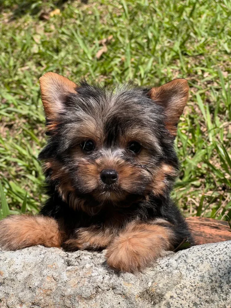 Yorkshire Colombia, Yorkshire terrier, yorki Colombia, biewer colombia, biewer terrier coloombia, criadero Yorkshire colombia, mejor criadero yorkshire colombia, criadero yorkshire eje cafetrero, criadero yorkshire pereira, criadero yorkshire yeiner mayo, criadero de yorkis, cromprar yorki colombia, comprar yorkshire colombia, comprar yorkshire terrier, mejores cachorros yorkis, mejores cachorros yorkshire terrier en colombia