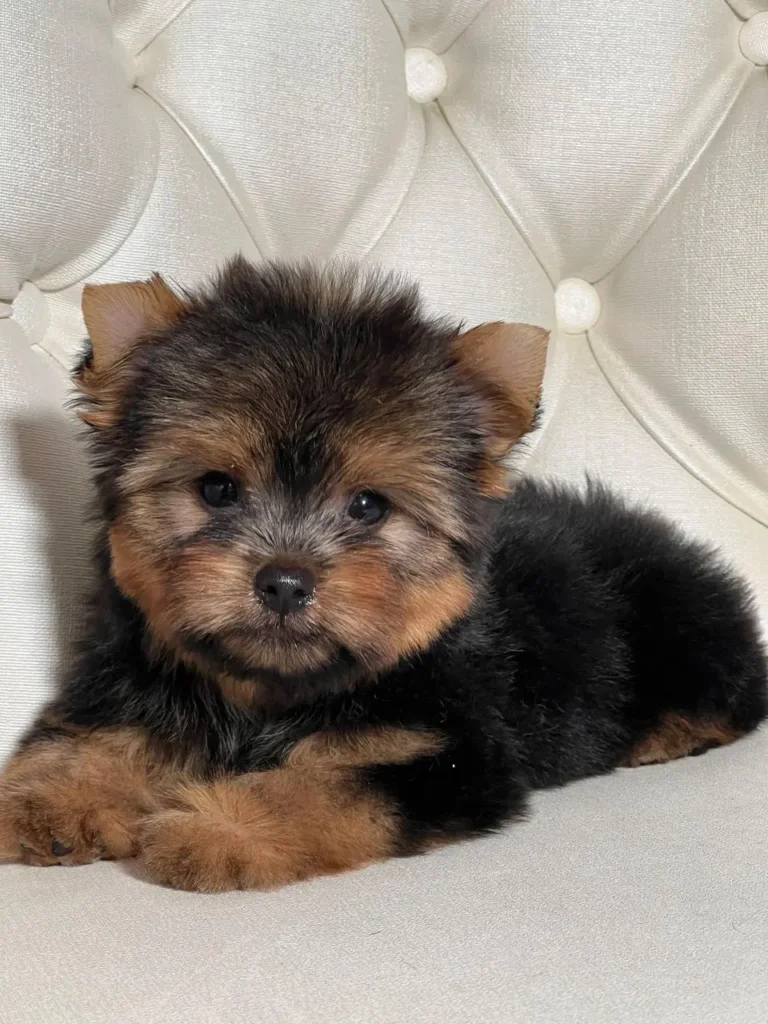 Comprar Yorkshire Terrier Macho - #1 | Cachorros Yorki & Biewer Colombia - Yorkshire Colombia, Yorkshire terrier, yorki Colombia, biewer colombia, biewer terrier coloombia, criadero Yorkshire colombia, mejor criadero yorkshire colombia, criadero yorkshire eje cafetrero, criadero yorkshire pereira, criadero yorkshire yeiner mayo, criadero de yorkis, cromprar yorki colombia, comprar yorkshire colombia, comprar yorkshire terrier, mejores cachorros yorkis, mejores cachorros yorkshire terrier en colombia