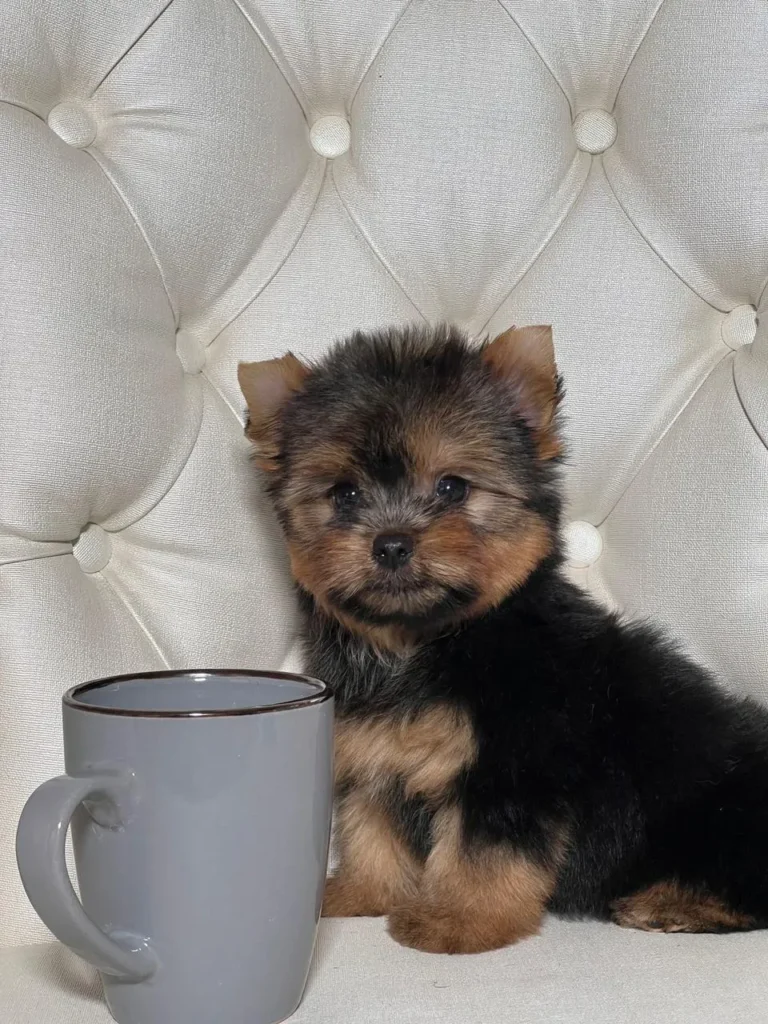 Comprar Yorkshire Terrier Macho - #3 | Cachorros Yorki & Biewer Colombia - Yorkshire Colombia, Yorkshire terrier, yorki Colombia, biewer colombia, biewer terrier coloombia, criadero Yorkshire colombia, mejor criadero yorkshire colombia, criadero yorkshire eje cafetrero, criadero yorkshire pereira, criadero yorkshire yeiner mayo, criadero de yorkis, cromprar yorki colombia, comprar yorkshire colombia, comprar yorkshire terrier, mejores cachorros yorkis, mejores cachorros yorkshire terrier en colombia