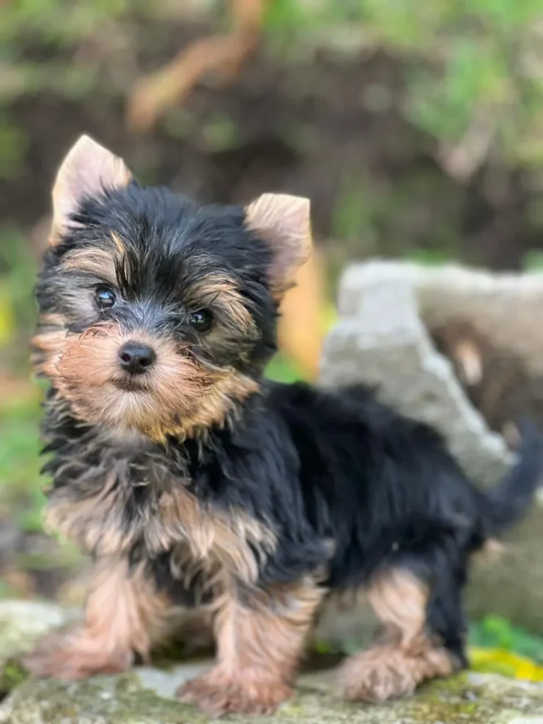 Yorkshire Terrier Macho #1 | Cachorros Yorki & Biewer Colombia. Yorkshire Colombia, Yorkshire terrier, yorki Colombia, biewer colombia, biewer terrier coloombia, criadero Yorkshire colombia, mejor criadero yorkshire colombia, criadero yorkshire eje cafetrero, criadero yorkshire pereira, criadero yorkshire yeiner mayo, criadero de yorkis, cromprar yorki colombia, comprar yorkshire colombia, comprar yorkshire terrier, mejores cachorros yorkis, mejores cachorros yorkshire terrier en colombia