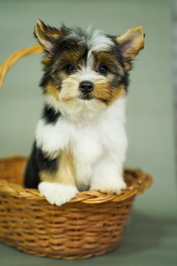 Yorkshire Colombia, Yorkshire terrier, yorki Colombia, biewer colombia, biewer terrier coloombia, criadero Yorkshire colombia, mejor criadero yorkshire colombia, criadero yorkshire eje cafetrero, criadero yorkshire pereira, criadero yorkshire yeiner mayo, criadero de yorkis, cromprar yorki colombia, comprar yorkshire colombia, comprar yorkshire terrier, mejores cachorros yorkis, mejores cachorros yorkshire terrier en colombia