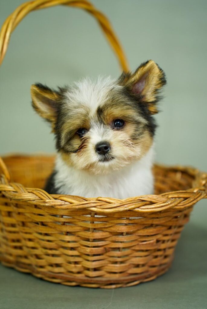 Yorkshire Colombia, Yorkshire terrier, yorki Colombia, biewer colombia, biewer terrier coloombia, criadero Yorkshire colombia, mejor criadero yorkshire colombia, criadero yorkshire eje cafetrero, criadero yorkshire pereira, criadero yorkshire yeiner mayo, criadero de yorkis, cromprar yorki colombia, comprar yorkshire colombia, comprar yorkshire terrier, mejores cachorros yorkis, mejores cachorros yorkshire terrier en colombia