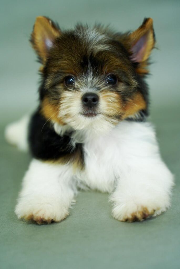 Yorkshire Colombia, Yorkshire terrier, yorki Colombia, biewer colombia, biewer terrier coloombia, criadero Yorkshire colombia, mejor criadero yorkshire colombia, criadero yorkshire eje cafetrero, criadero yorkshire pereira, criadero yorkshire yeiner mayo, criadero de yorkis, cromprar yorki colombia, comprar yorkshire colombia, comprar yorkshire terrier, mejores cachorros yorkis, mejores cachorros yorkshire terrier en colombia