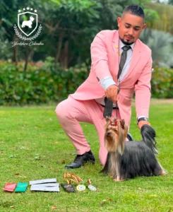 Yorkshire Colombia, Yorkshire terrier, yorki Colombia, biewer colombia, biewer terrier coloombia, criadero Yorkshire colombia, mejor criadero yorkshire colombia, criadero yorkshire eje cafetrero, criadero yorkshire pereira, criadero yorkshire yeiner mayo, criadero de yorkis, cromprar yorki colombia, comprar yorkshire colombia, comprar yorkshire terrier, mejores cachorros yorkis, mejores cachorros yorkshire terrier en colombia