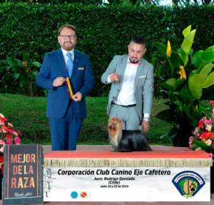 Yorkshire Colombia, Yorkshire terrier, yorki Colombia, biewer colombia, biewer terrier coloombia, criadero Yorkshire colombia, mejor criadero yorkshire colombia, criadero yorkshire eje cafetrero, criadero yorkshire pereira, criadero yorkshire yeiner mayo, criadero de yorkis, cromprar yorki colombia, comprar yorkshire colombia, comprar yorkshire terrier, mejores cachorros yorkis, mejores cachorros yorkshire terrier en colombia