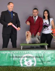 Yorkshire Colombia, Yorkshire terrier, yorki Colombia, biewer colombia, biewer terrier coloombia, criadero Yorkshire colombia, mejor criadero yorkshire colombia, criadero yorkshire eje cafetrero, criadero yorkshire pereira, criadero yorkshire yeiner mayo, criadero de yorkis, cromprar yorki colombia, comprar yorkshire colombia, comprar yorkshire terrier, mejores cachorros yorkis, mejores cachorros yorkshire terrier en colombia