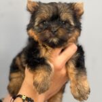 Comprar Yorkshire Terrier Macho – #6 | Cachorros Yorki & Biewer Colombia 0