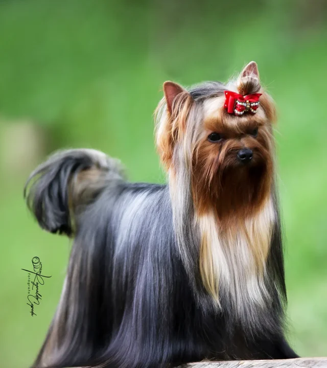 Yorkshire Colombia, Yorkshire terrier, yorki Colombia, biewer colombia, biewer terrier coloombia, criadero Yorkshire colombia, mejor criadero yorkshire colombia, criadero yorkshire eje cafetrero, criadero yorkshire pereira, criadero yorkshire yeiner mayo, criadero de yorkis, cromprar yorki colombia, comprar yorkshire colombia, comprar yorkshire terrier, mejores cachorros yorkis, mejores cachorros yorkshire terrier en colombia