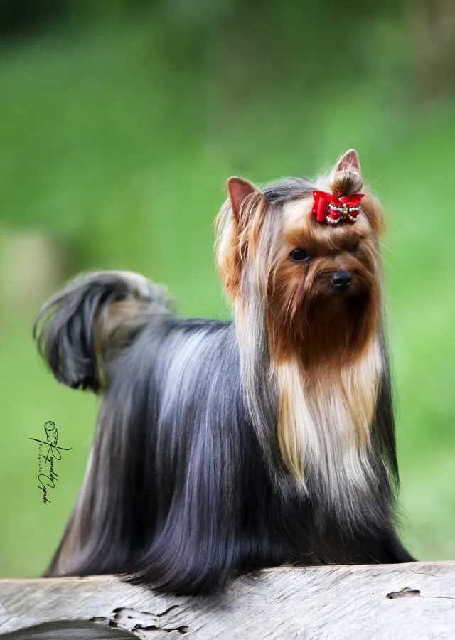 Yorkshire Colombia, Yorkshire terrier, yorki Colombia, biewer colombia, biewer terrier coloombia, criadero Yorkshire colombia, mejor criadero yorkshire colombia, criadero yorkshire eje cafetrero, criadero yorkshire pereira, criadero yorkshire yeiner mayo, criadero de yorkis, cromprar yorki colombia, comprar yorkshire colombia, comprar yorkshire terrier, mejores cachorros yorkis, mejores cachorros yorkshire terrier en colombia