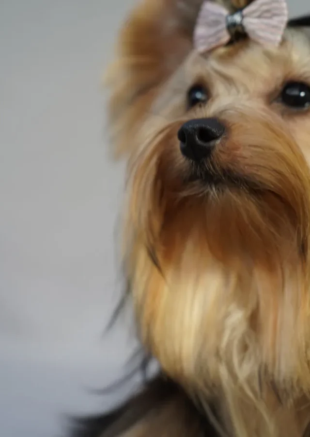 Yorkshire Colombia, Yorkshire terrier, yorki Colombia, biewer colombia, biewer terrier coloombia, criadero Yorkshire colombia, mejor criadero yorkshire colombia, criadero yorkshire eje cafetrero, criadero yorkshire pereira, criadero yorkshire yeiner mayo, criadero de yorkis, cromprar yorki colombia, comprar yorkshire colombia, comprar yorkshire terrier, mejores cachorros yorkis, mejores cachorros yorkshire terrier en colombia