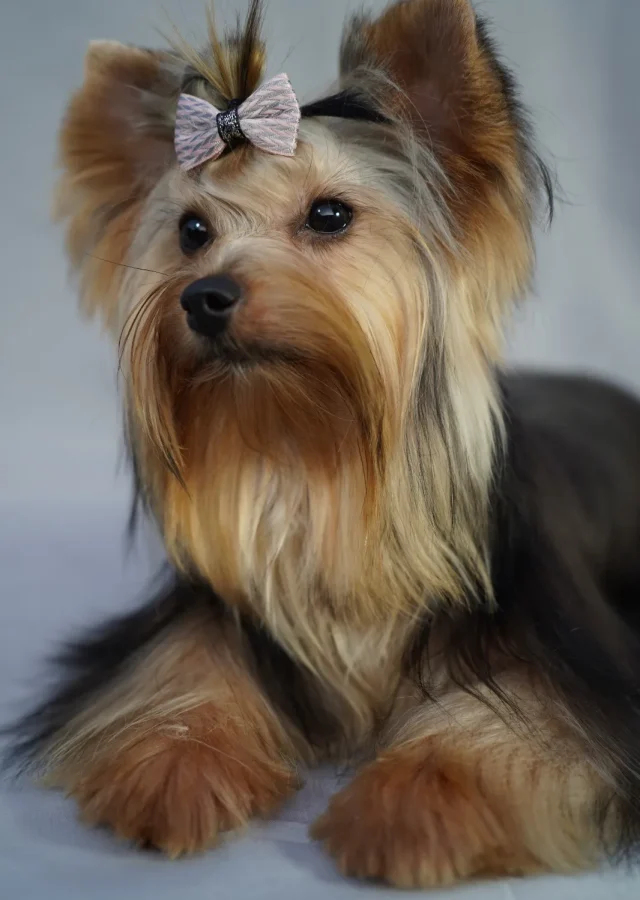 Yorkshire Colombia, Yorkshire terrier, yorki Colombia, biewer colombia, biewer terrier coloombia, criadero Yorkshire colombia, mejor criadero yorkshire colombia, criadero yorkshire eje cafetrero, criadero yorkshire pereira, criadero yorkshire yeiner mayo, criadero de yorkis, cromprar yorki colombia, comprar yorkshire colombia, comprar yorkshire terrier, mejores cachorros yorkis, mejores cachorros yorkshire terrier en colombia