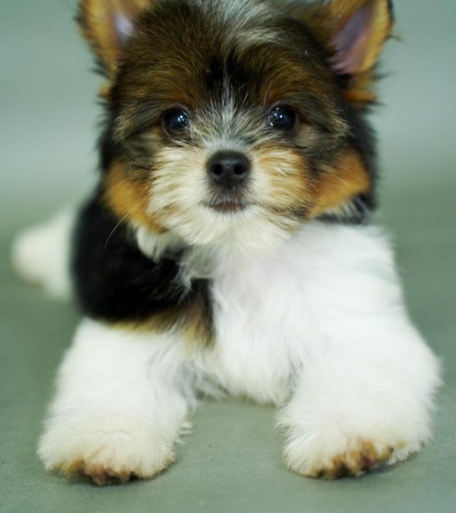 Yorkshire Colombia, Yorkshire terrier, yorki Colombia, biewer colombia, biewer terrier coloombia, criadero Yorkshire colombia, mejor criadero yorkshire colombia, criadero yorkshire eje cafetrero, criadero yorkshire pereira, criadero yorkshire yeiner mayo, criadero de yorkis, cromprar yorki colombia, comprar yorkshire colombia, comprar yorkshire terrier, mejores cachorros yorkis, mejores cachorros yorkshire terrier en colombia