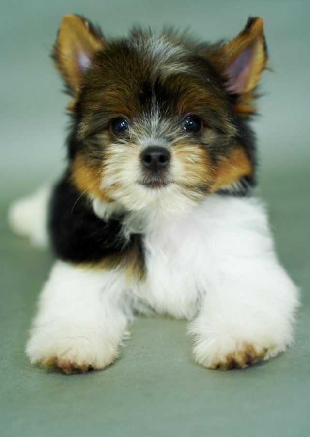 Yorkshire Colombia, Yorkshire terrier, yorki Colombia, biewer colombia, biewer terrier coloombia, criadero Yorkshire colombia, mejor criadero yorkshire colombia, criadero yorkshire eje cafetrero, criadero yorkshire pereira, criadero yorkshire yeiner mayo, criadero de yorkis, cromprar yorki colombia, comprar yorkshire colombia, comprar yorkshire terrier, mejores cachorros yorkis, mejores cachorros yorkshire terrier en colombia
