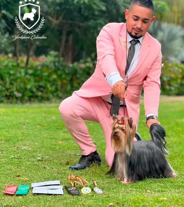 Yorkshire Colombia, Yorkshire terrier, yorki Colombia, biewer colombia, biewer terrier coloombia, criadero Yorkshire colombia, mejor criadero yorkshire colombia, criadero yorkshire eje cafetrero, criadero yorkshire pereira, criadero yorkshire yeiner mayo, criadero de yorkis, cromprar yorki colombia, comprar yorkshire colombia, comprar yorkshire terrier, mejores cachorros yorkis, mejores cachorros yorkshire terrier en colombia