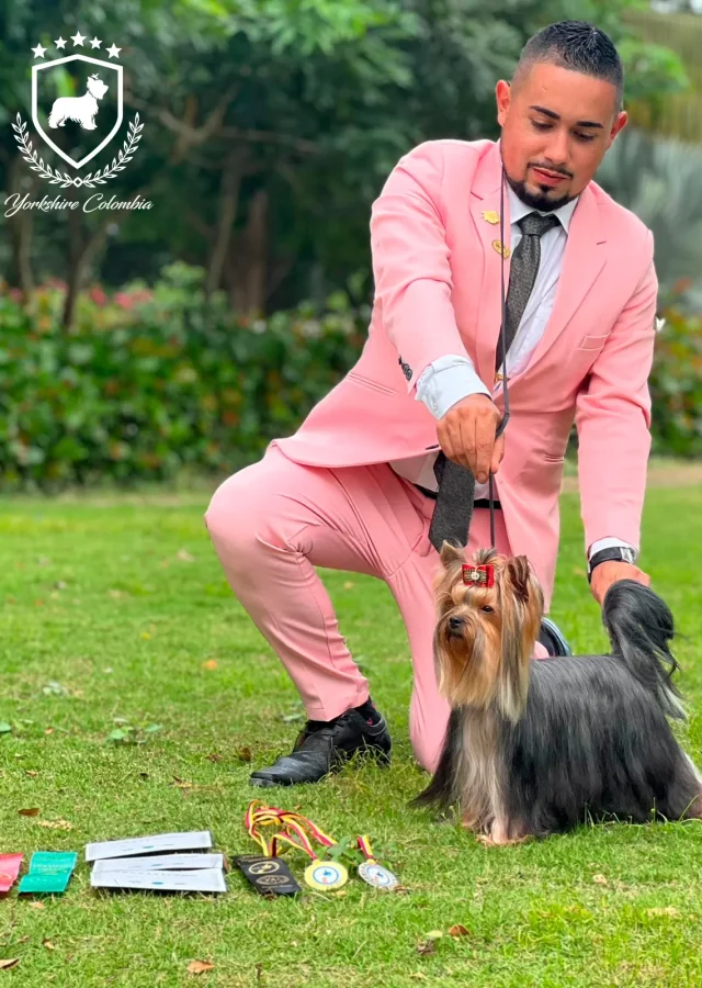 Yorkshire Colombia, Yorkshire terrier, yorki Colombia, biewer colombia, biewer terrier coloombia, criadero Yorkshire colombia, mejor criadero yorkshire colombia, criadero yorkshire eje cafetrero, criadero yorkshire pereira, criadero yorkshire yeiner mayo, criadero de yorkis, cromprar yorki colombia, comprar yorkshire colombia, comprar yorkshire terrier, mejores cachorros yorkis, mejores cachorros yorkshire terrier en colombia