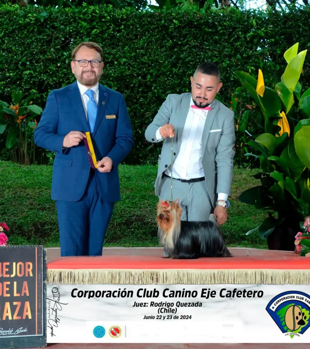 Yorkshire Colombia, Yorkshire terrier, yorki Colombia, biewer colombia, biewer terrier coloombia, criadero Yorkshire colombia, mejor criadero yorkshire colombia, criadero yorkshire eje cafetrero, criadero yorkshire pereira, criadero yorkshire yeiner mayo, criadero de yorkis, cromprar yorki colombia, comprar yorkshire colombia, comprar yorkshire terrier, mejores cachorros yorkis, mejores cachorros yorkshire terrier en colombia