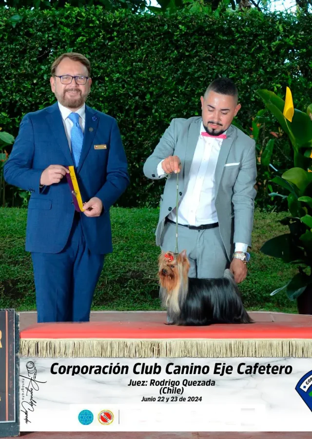 Yorkshire Colombia, Yorkshire terrier, yorki Colombia, biewer colombia, biewer terrier coloombia, criadero Yorkshire colombia, mejor criadero yorkshire colombia, criadero yorkshire eje cafetrero, criadero yorkshire pereira, criadero yorkshire yeiner mayo, criadero de yorkis, cromprar yorki colombia, comprar yorkshire colombia, comprar yorkshire terrier, mejores cachorros yorkis, mejores cachorros yorkshire terrier en colombia