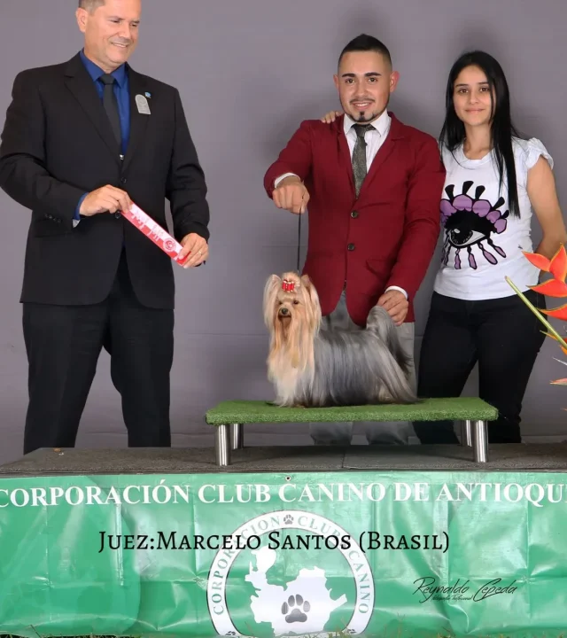 Yorkshire Colombia, Yorkshire terrier, yorki Colombia, biewer colombia, biewer terrier coloombia, criadero Yorkshire colombia, mejor criadero yorkshire colombia, criadero yorkshire eje cafetrero, criadero yorkshire pereira, criadero yorkshire yeiner mayo, criadero de yorkis, cromprar yorki colombia, comprar yorkshire colombia, comprar yorkshire terrier, mejores cachorros yorkis, mejores cachorros yorkshire terrier en colombia