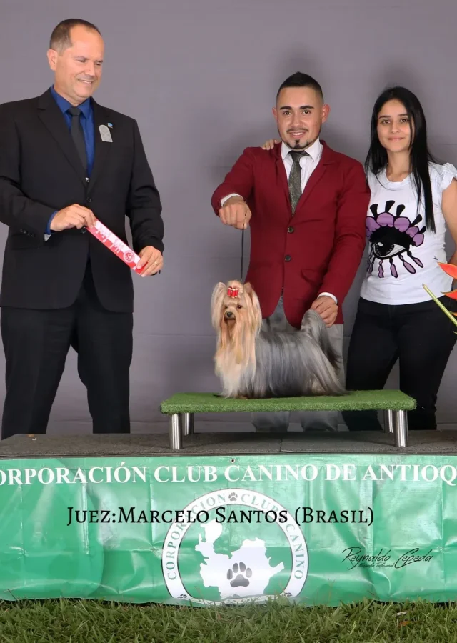 Yorkshire Colombia, Yorkshire terrier, yorki Colombia, biewer colombia, biewer terrier coloombia, criadero Yorkshire colombia, mejor criadero yorkshire colombia, criadero yorkshire eje cafetrero, criadero yorkshire pereira, criadero yorkshire yeiner mayo, criadero de yorkis, cromprar yorki colombia, comprar yorkshire colombia, comprar yorkshire terrier, mejores cachorros yorkis, mejores cachorros yorkshire terrier en colombia